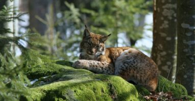 Luchs Nationalpark Rainer Simonis Entdecke den Nationalpark