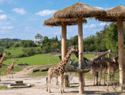 Giraffen im Prager Zoo dem Tipp für Familienausflüge