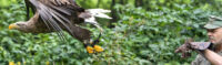 Grafenwiesen greifvogelpark header
