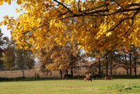 Man sieht eine herbstliche Landschaft. Die Bäume tragen gelb-orange Blätter und auf der Wiese grasen braune Pferde.