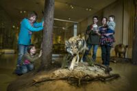 Trilex Ausflug Senckenbergmuseum Goerlitz Familie am Wolf