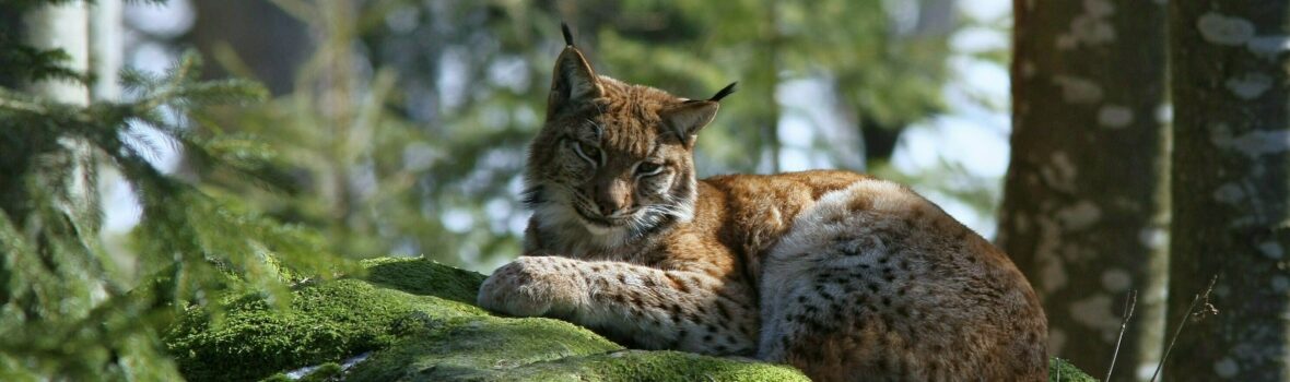 Luchs Nationalpark